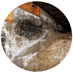 vics-gutter-filters-gutter-installation-and-repair-in-portland-or-leaf-blaster-pro-pine-needles-mold